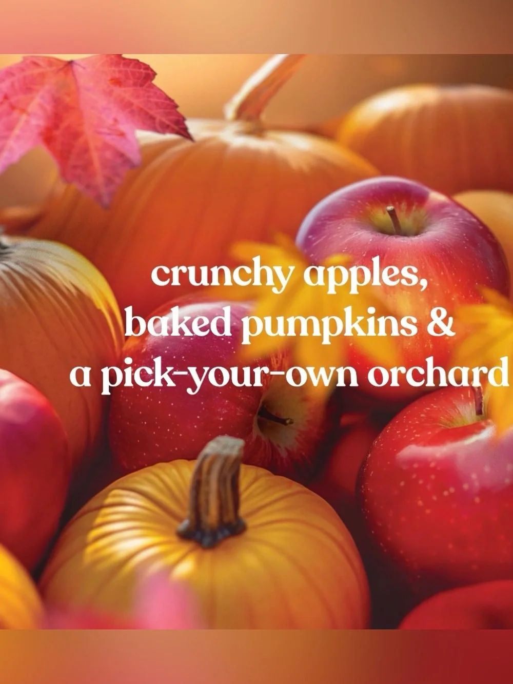 Yankee Candle Apple Pumpkin Sweet & Spicy Cinnamon, Clove, Nutmeg, Fresh Ginger